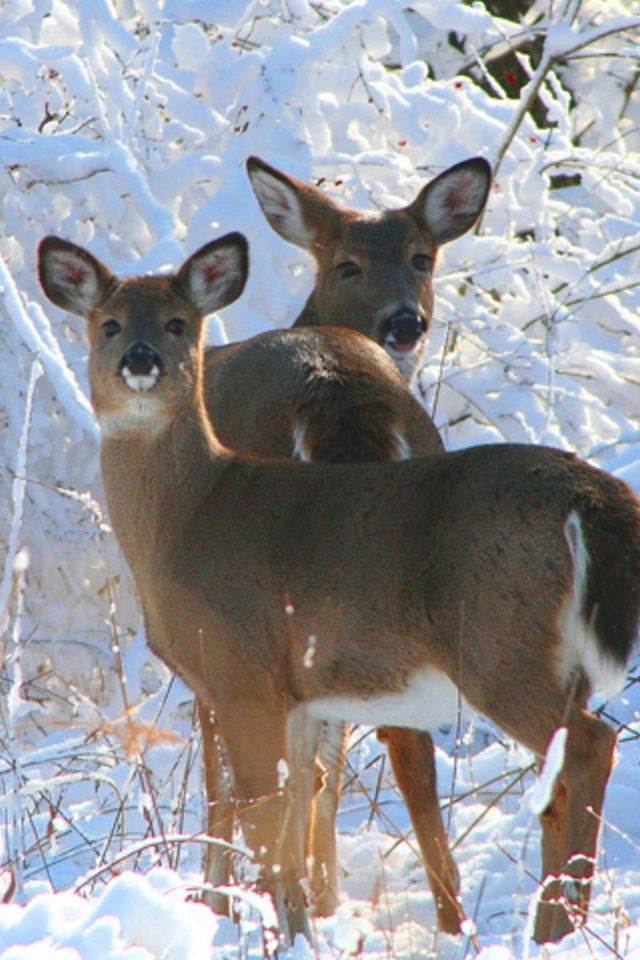 Two Young Deer Wallpaper