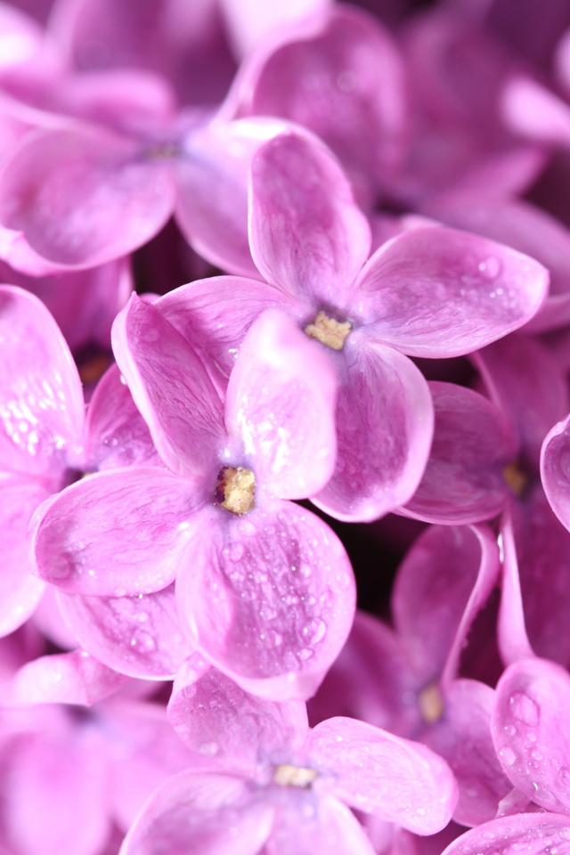 Lilac Flowers Wallpaper