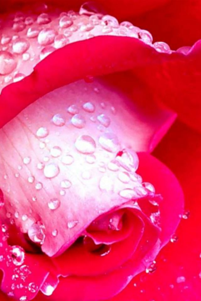 Wet Flower Wallpaper