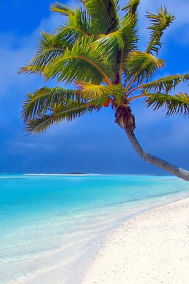 Beach Palm Tree Wallpaper