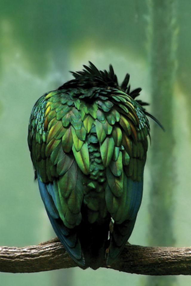 Greeny Bird Wallpaper