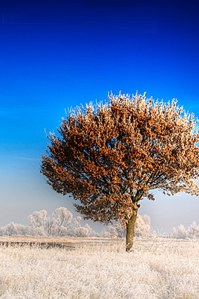 Frozen Grass Wallpaper