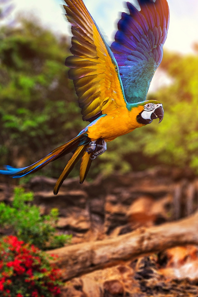 Parrot Wallpaper