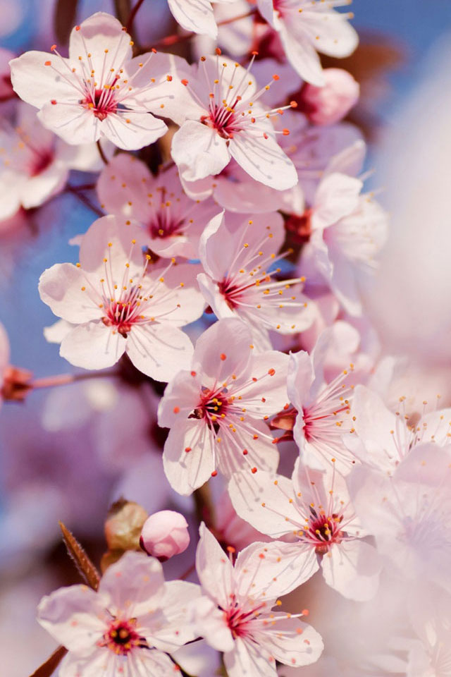 Cherry Blossom Wallpaper