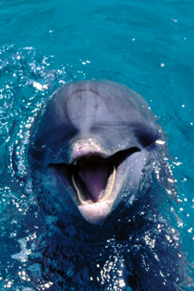Dolphin iPhone Wallpaper.