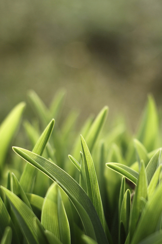 Green Leaves Wallpaper