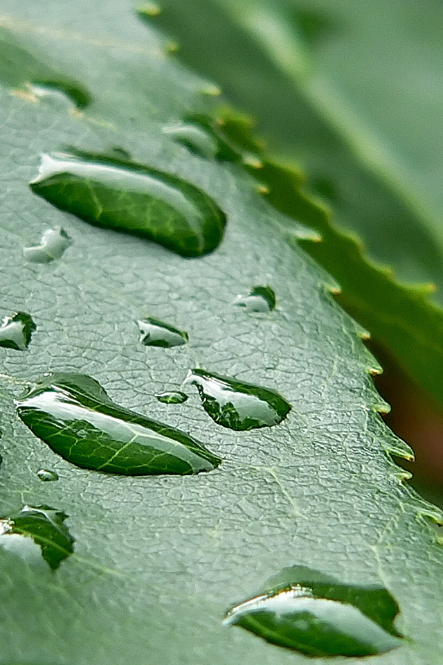 Leaf Droplets Wallpaper