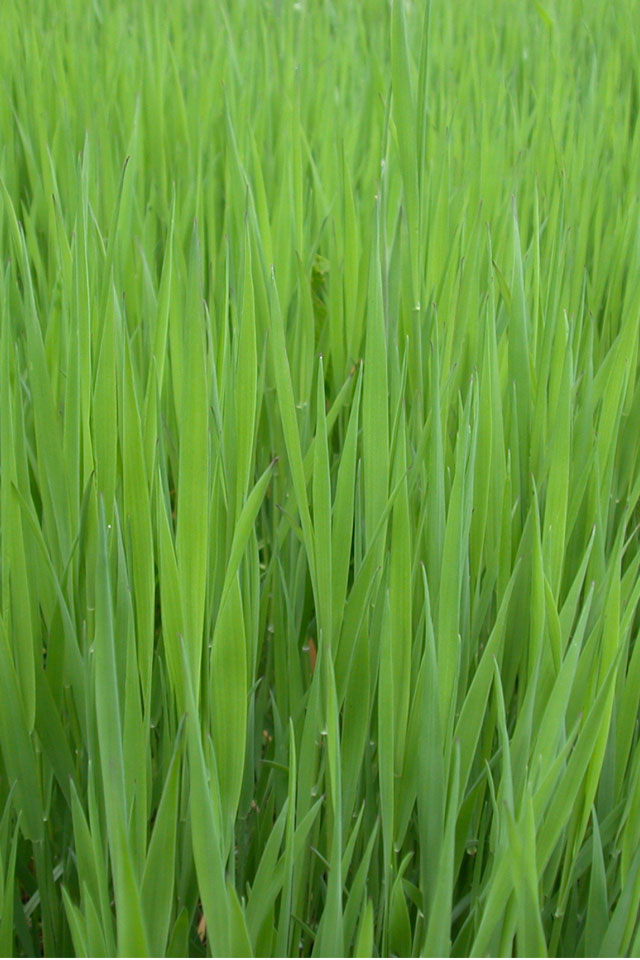 Grass Wallpaper