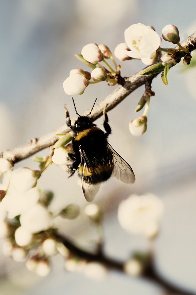 Wasp on Flower Wallpaper