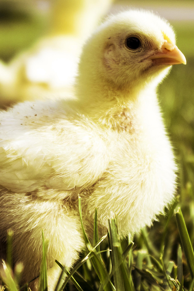 Chick Wallpaper