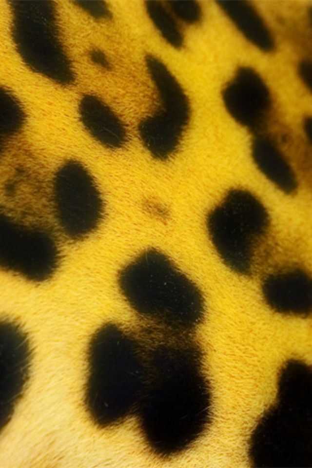 Jaguar Spots Wallpaper