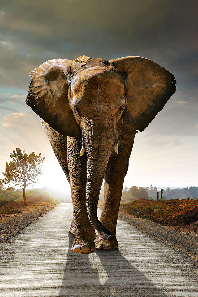 Elephant on Road Wallpaper