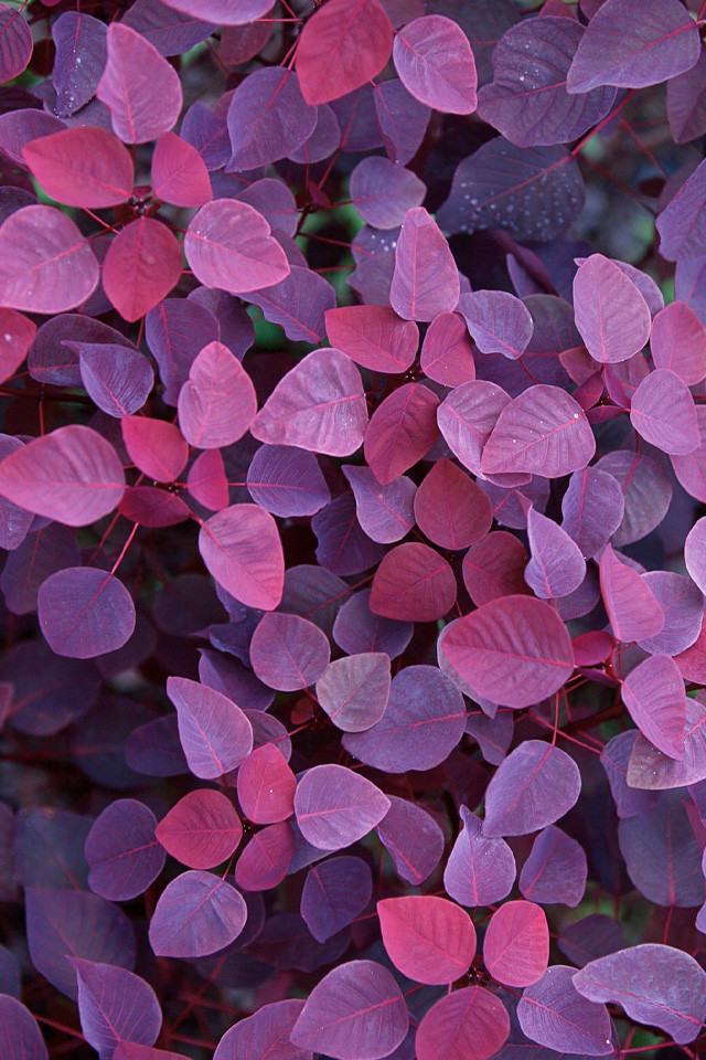 Violet Leafs Wallpaper