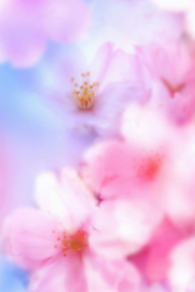 Cherry Blossom Wallpaper