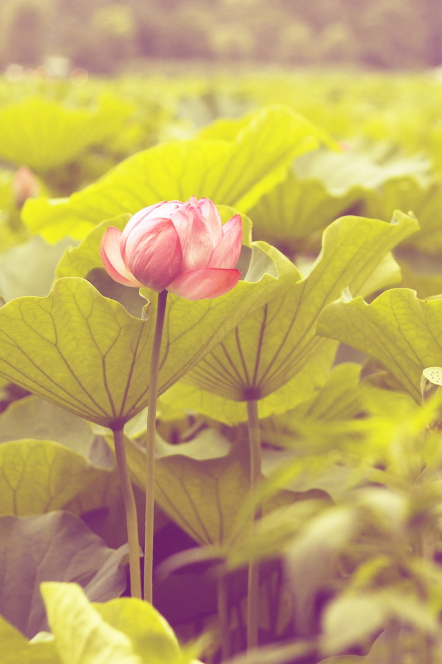 Lotus Flower Wallpaper