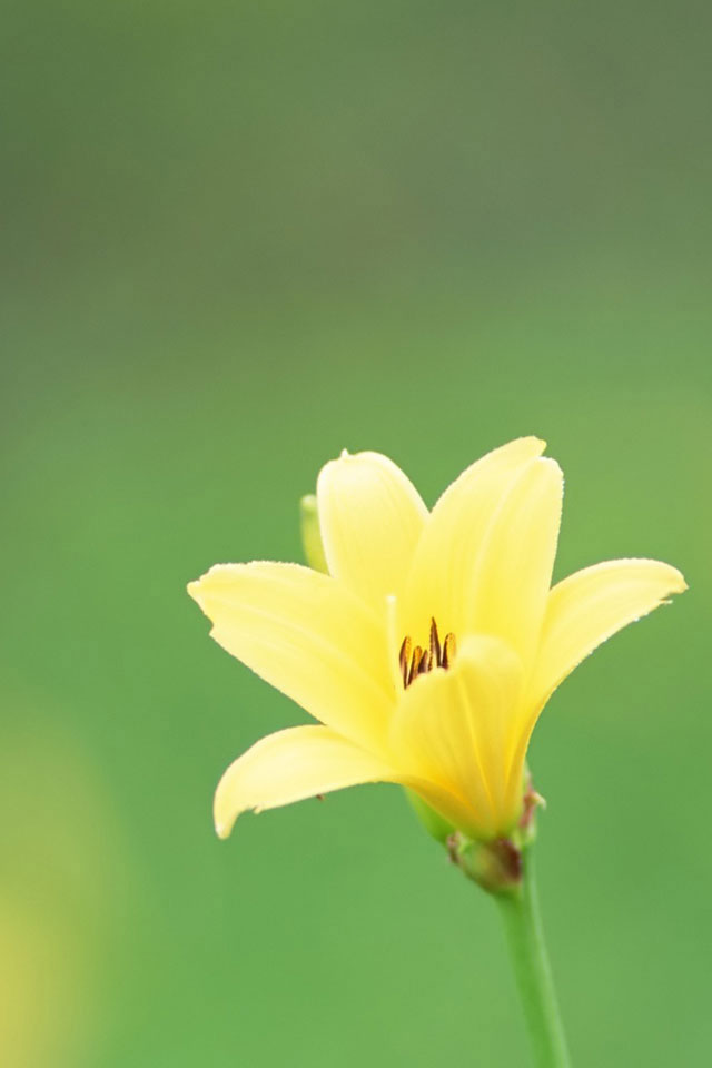 Yellow Flower Wallpaper