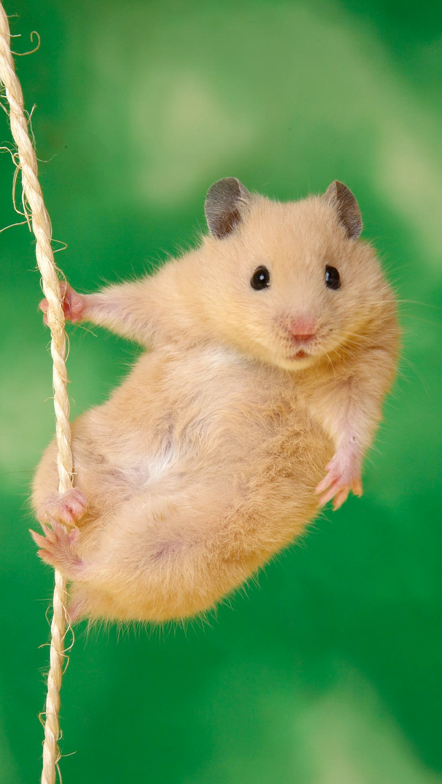 Hanging Hamster iPhone Wallpaper HD