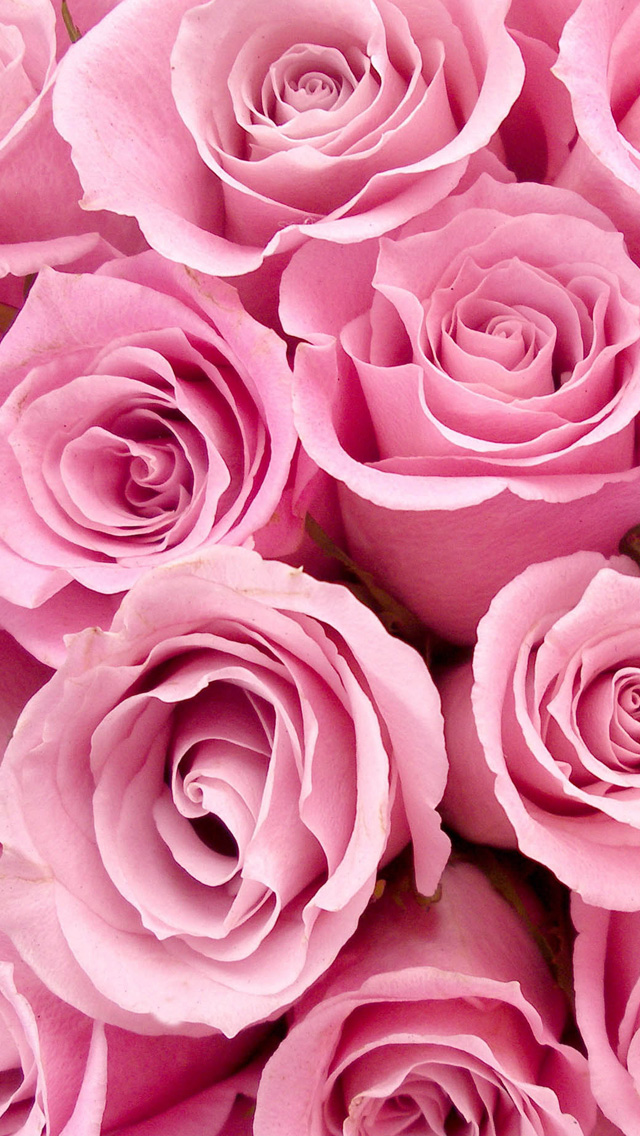 Pink Rose iPhone Wallpaper HD