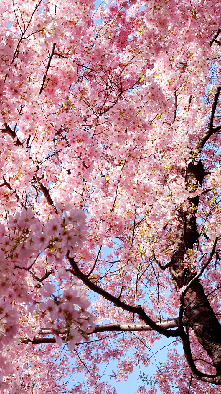 Sakura iPhone Wallpaper.