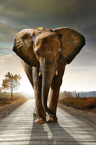 Elephant on Road